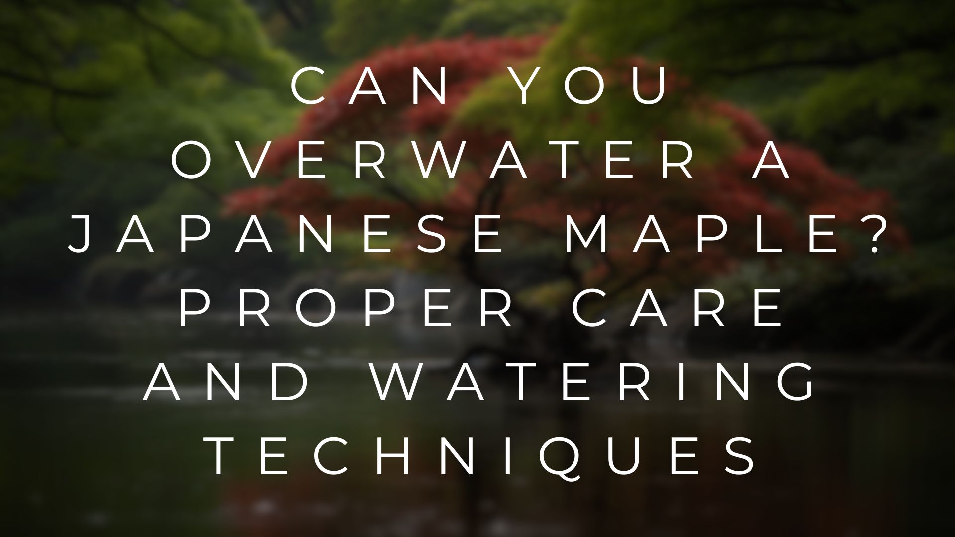 Can you overwater a Japanese maple? Proper care and watering techniques