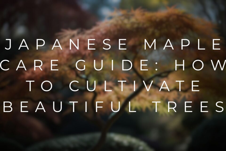 Can you overwater a Japanese maple? Proper care and watering techniques